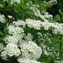 Spiraea nipponica 'Snowound' 2
